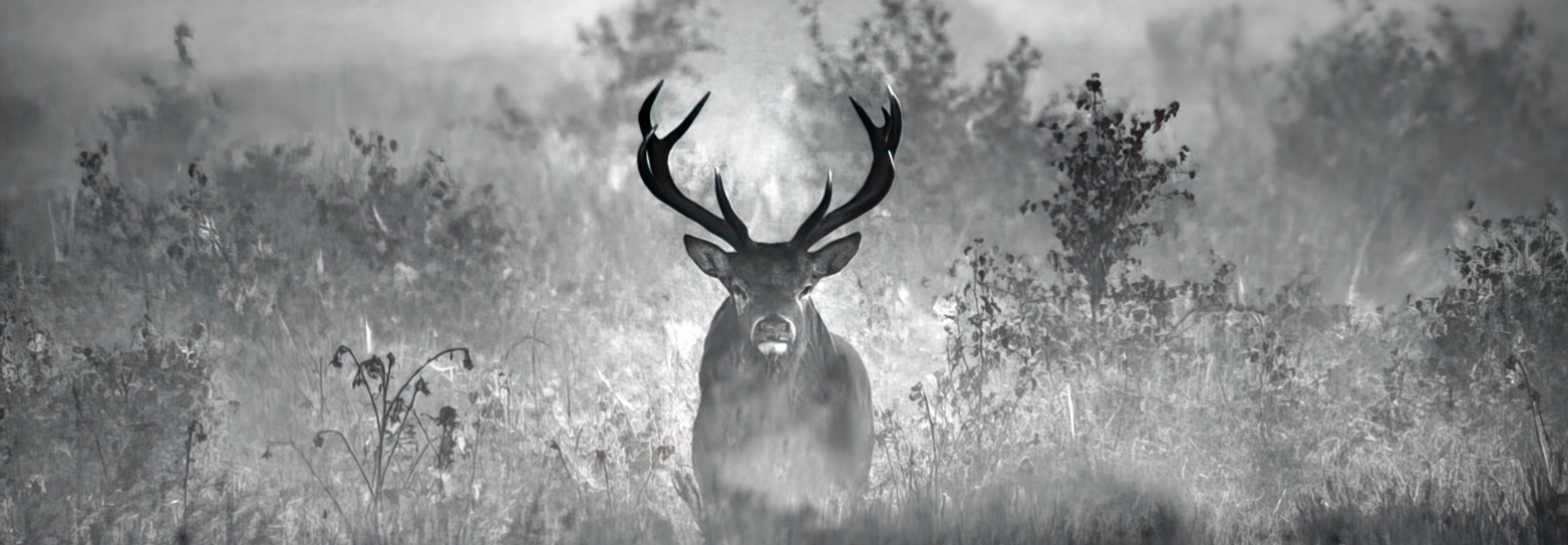 Ciervo en la montaña